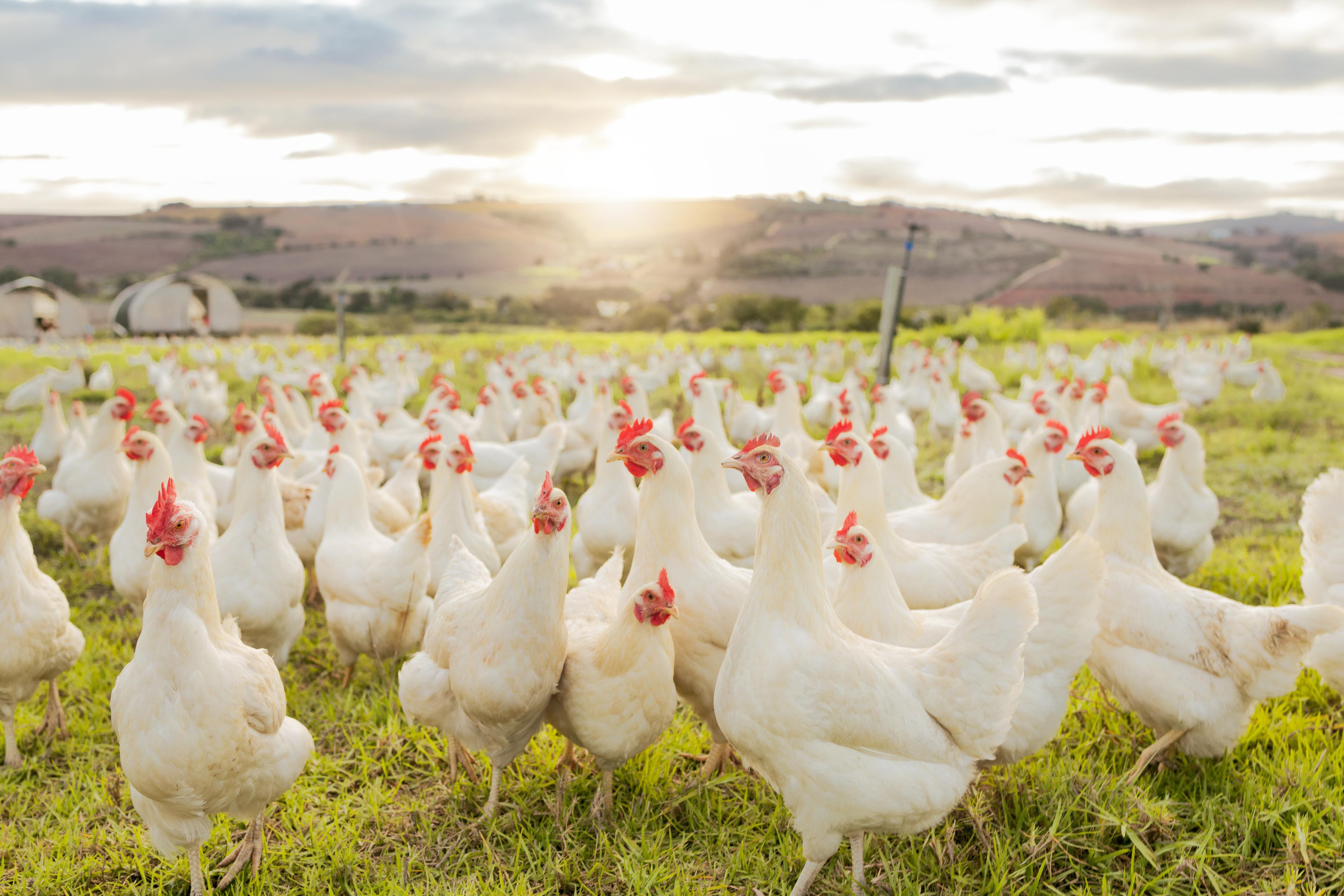 Free-range Chicken