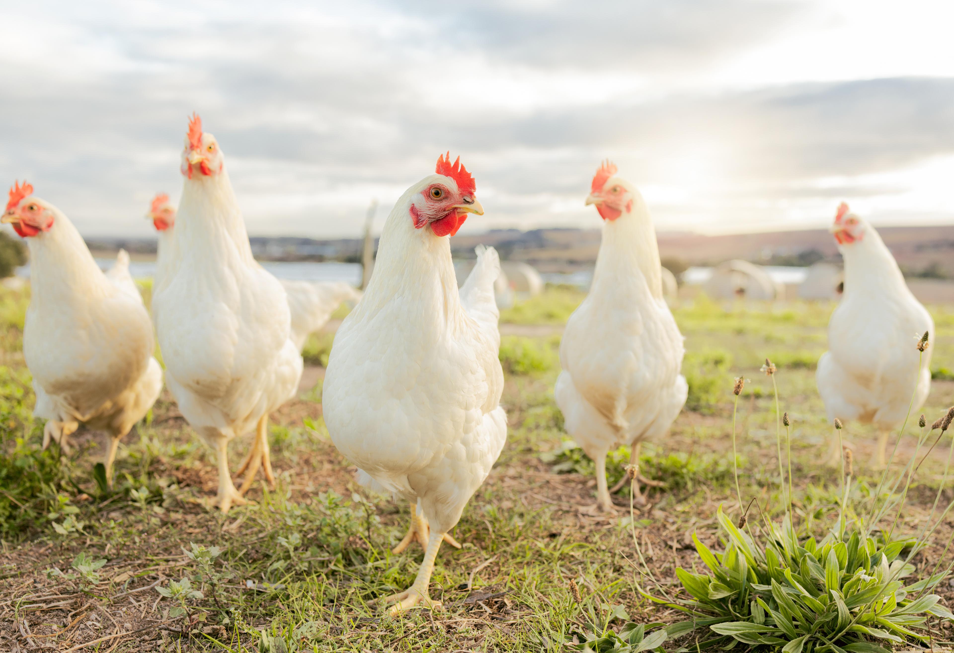 Free-Range Chicken