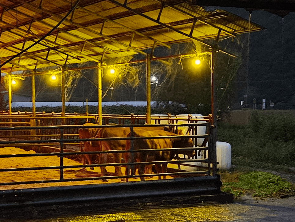 Livestock Farm in Hoengseong, Korea